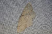 Cyclophora punctaria