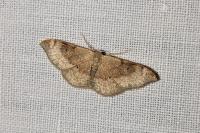 Idaea degeneraria