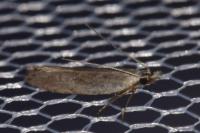 Anarsia spartiella