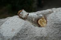 Phalera bucephala