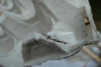 Spilosoma lubricipeda
