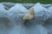 Crocallis elinguaria