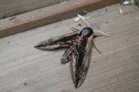 Sphinx ligustri