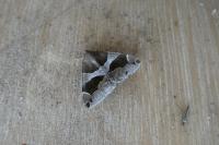 Dysgonia algira