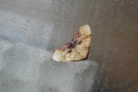 Plagodis dolabraria