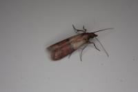 Plodia interpunctella
