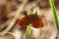 Lythria purpuraria