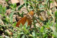 Lythria purpuraria