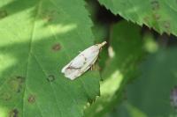 Agapeta hamana