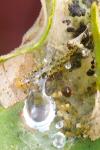 Choreutis nemorana