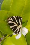 Euplagia quadripunctaria