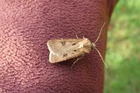 Agrotis exclamationis