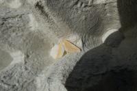 Rhodometra sacraria