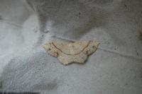 Cyclophora punctaria