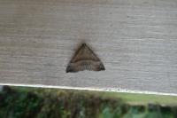 Hypena proboscidalis