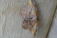 Apeira syringaria