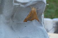 Ennomos fuscantaria