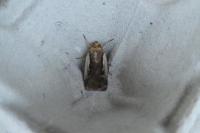 Ochropleura plecta