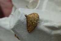 Anania verbascalis
