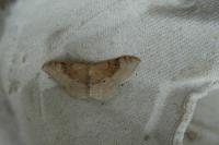 Idaea degeneraria