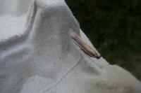 Oncocera semirubella