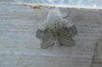 Stauropus fagi