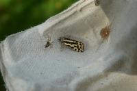 Emmelia trabealis