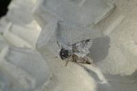 Furcula furcula