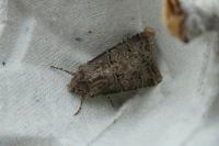 Agrotis bigramma
