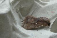 Dendrolimus pini
