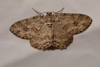 Ectropis crepuscularia