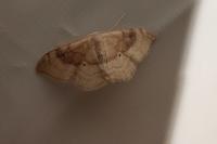 Idaea degeneraria