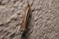 Ancylolomia tentaculella