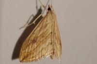 Evergestis forficalis