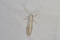 Coleophora hemerobiella