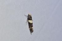 Recurvaria leucatella