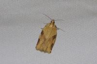 Clepsis spectrana