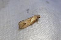Phtheochroa inopiana