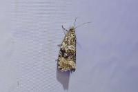 Celypha lacunana
