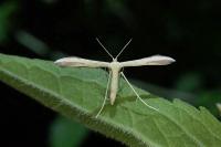 Adaina microdactyla