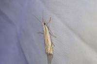 Crambus pascuella