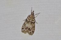 Eudonia mercurella