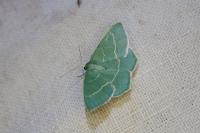 Chlorissa viridata