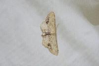 Idaea dimidiata