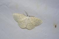 Cabera exanthemata