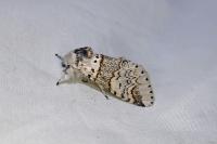 Furcula furcula