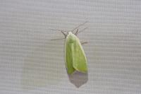 Earias clorana