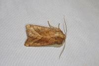 Hydraecia micacea