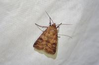 Diarsia rubi