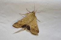 Helicoverpa armigera
